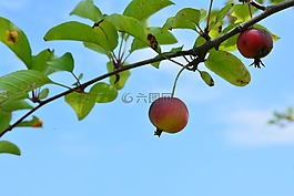 花蘋果,蘋果寶寶,水果