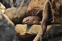 爬行動(dòng)物,巖,schuppenkriechtier