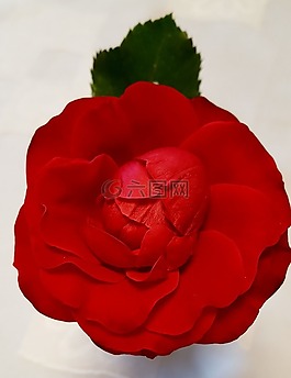 花,玫瑰,紅色