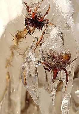 自然,玫瑰果,冰柱