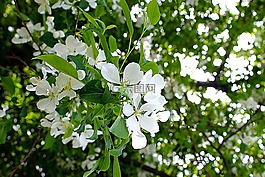 蘋果樹,蘋果,花