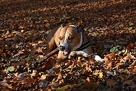 狗,秋季,amstaff
