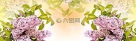 丁香花,植物區(qū)系,自然