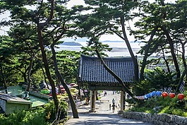 森林,木材,月亮
