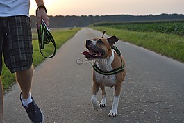 狗,pitbull,amstaff
