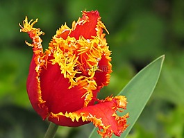 花,郁金香,植物