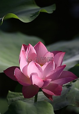 荷花,粉色,紅色