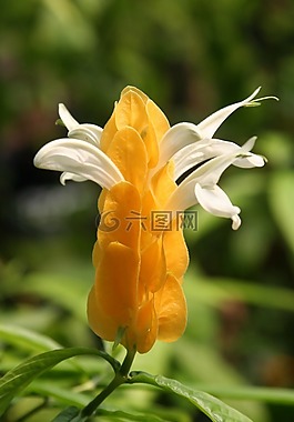 開花,黃色,關(guān)閉