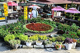 花卉園,花園,背景