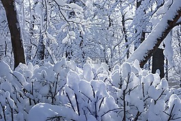 冬天,景觀,光
