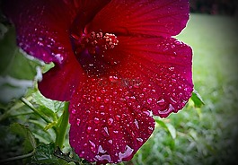 花,濕,水滴