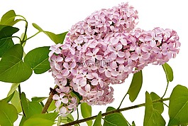 丁香花,植物區(qū)系,花