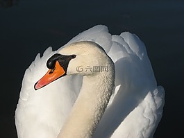 鳥,天鵝,白