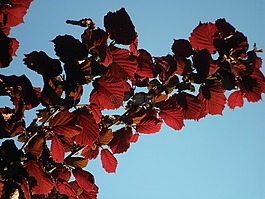 榛,葉子,紅色