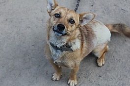 狗,動物,圍場