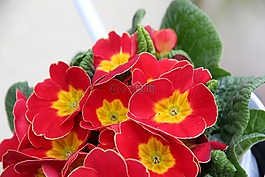 報(bào)春花,紅色,春天的花