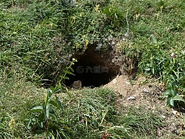 高寒旱獭洞,高寒旱獭建设,动物洞穴