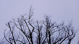 树,冬天,天空