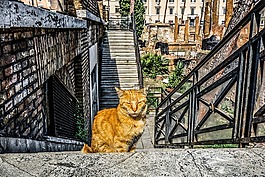 猫,猫的,基蒂