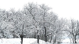 冬天,雪,霜