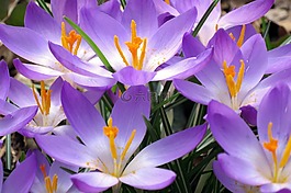 krocus,鮮花,紫色
