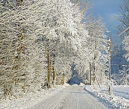 冬季森林,雪,雪荷載
