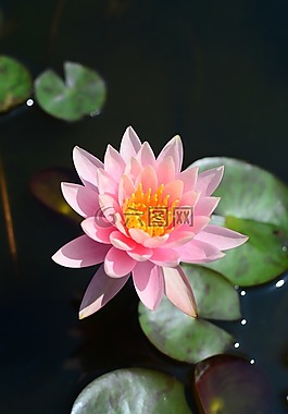 花,蓮花,粉紅色