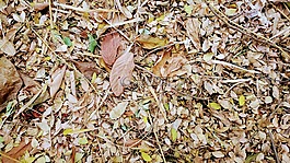 腐殖质,干的树叶,秋天