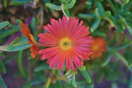 花,橙花,總樓面