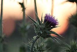 花,洋紅色,開花