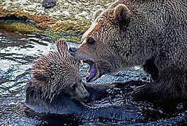 水,動物,荒野