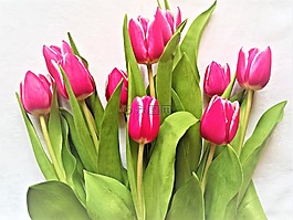 郁金香,鲜花,郁金香花束