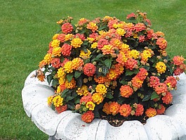 鮮花,折扣,床