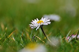春天的草地,野花,雛菊