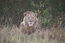 獅子,肯尼亞,野生動物