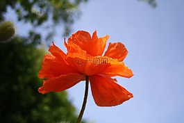 花卉,罌粟,橙色