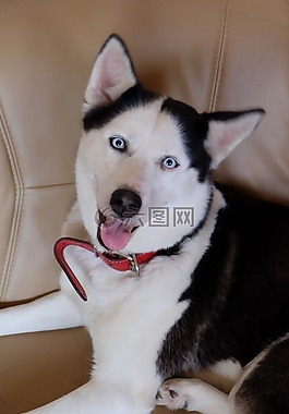 狗,赫斯基,動物