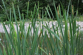池塘,芦苇,绿色
