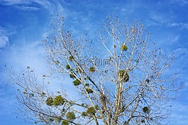 槲寄生,halbschmarotzer,树寄生虫