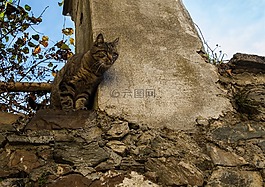 貓,墻,秋季
