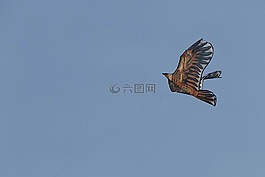 鴿子,天空,鳥
