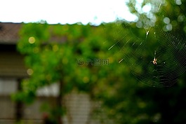 蜘蛛網,蜘蛛,性質
