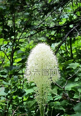 beargrass,白花,野生花卉