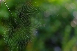 蜘蛛網(wǎng),網(wǎng)絡(luò),昆蟲