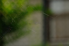 蜘蛛网,蜘蛛,昆虫