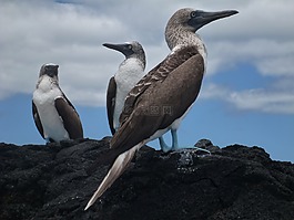 藍(lán)腳鰹鳥,加拉帕戈,蘇拉nebouxil