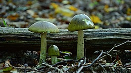 鵝膏菌,蘑菇,森林