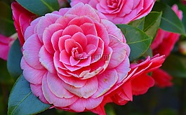 茶花,camelia杰庞嘉,布什
