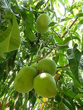 芒果,綠色,樹(shù)