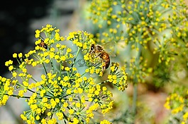 小花,蜜蜂,螞蟻